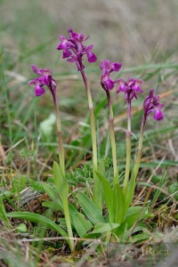 Anacamptis × semisaccata (E.G.Camus) H.Kretzschmar, Eccarius & H.Dietr.