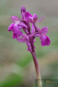 Anacamptis × semisaccata (E.G.Camus) H.Kretzschmar, Eccarius & H.Dietr.