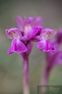 Anacamptis × semisaccata (E.G.Camus) H.Kretzschmar, Eccarius & H.Dietr.