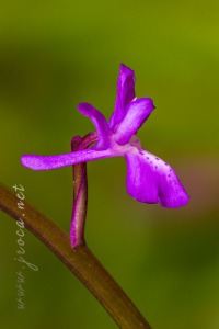 Androrchis langei (K. Richt)D. Tyteca & E. Klein