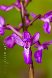 Androrchis langei (K. Richt)D. Tyteca & E. Klein
