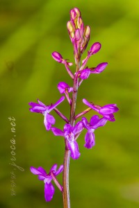 Androrchis langei (K. Richt)D. Tyteca & E. Klein