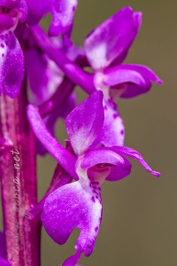 Androrchis langei (K. Richt)D. Tyteca & E. Klein