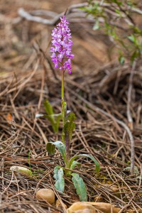 Androrchis langei (K. Richt)D. Tyteca & E. Klein
