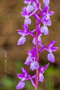 Androrchis langei (K. Richt)D. Tyteca & E. Klein
