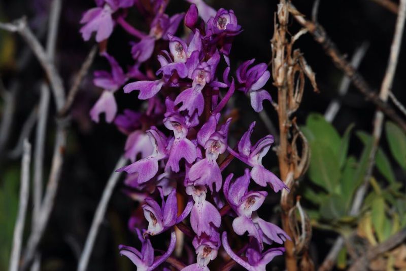 Orchis lapalmensis (Leibbach & Ruedi Peter) P. Delforge  2007