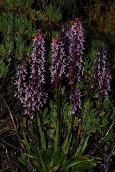 Orchis lapalmensis (Leibbach & Ruedi Peter) P. Delforge  2007