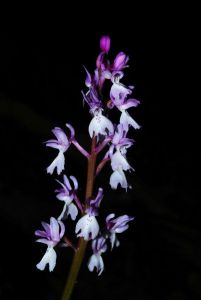 Orchis lapalmensis (Leibbach & Ruedi Peter) P. Delforge  2007