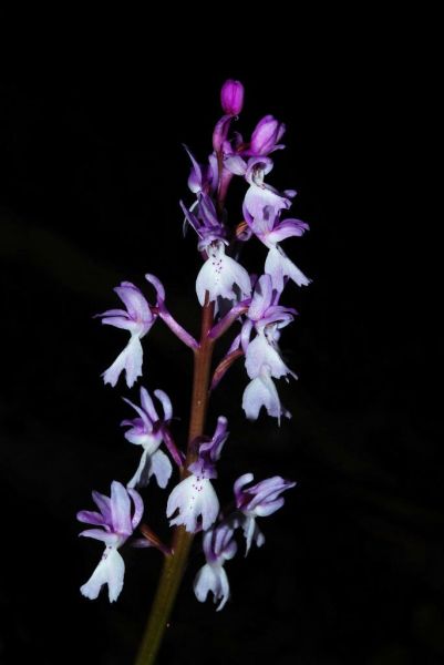 Orchis lapalmensis (Leibbach & Ruedi Peter) P. Delforge  2007