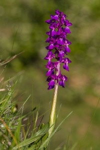 Androrchis mascula (L.) D. Tyteca & E. Klein