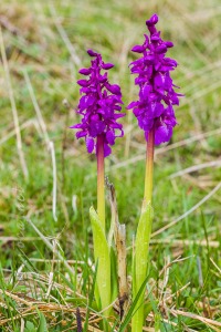 Androrchis mascula (L.) D. Tyteca & E. Klein