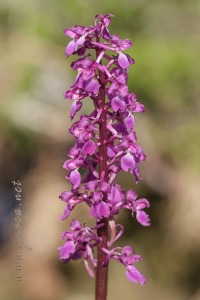 Androrchis mascula (L.) D. Tyteca & E. Klein