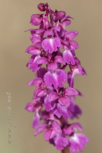 Androrchis mascula (L.) D. Tyteca & E. Klein