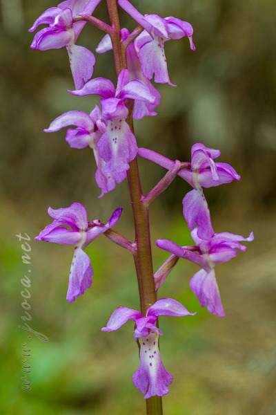 Androrchis olbiensis (Reut. Ex Gren.)D. Tyteca & E. Klein