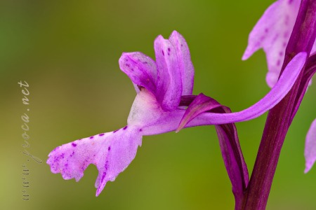 Androrchis olbiensis (Reut. Ex Gren.)D. Tyteca & E. Klein