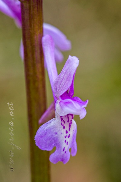 Androrchis olbiensis (Reut. Ex Gren.)D. Tyteca & E. Klein
