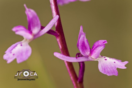 Androrchis olbiensis (Reut. Ex Gren.)D. Tyteca & E. Klein