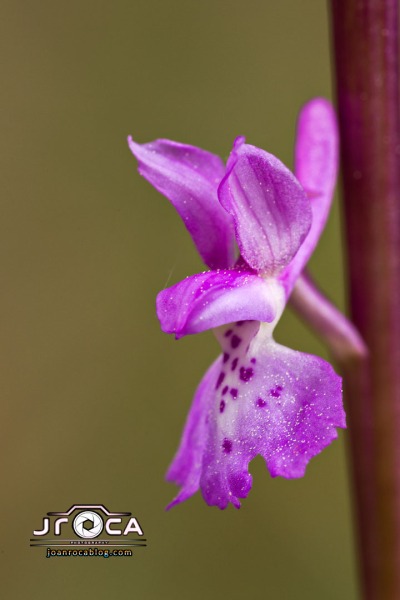 Androrchis olbiensis (Reut. Ex Gren.)D. Tyteca & E. Klein