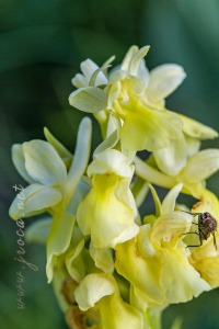 Androrchis pallens  (L.) D. Tyteca & E. Klein