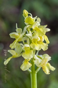Androrchis pallens (L.) D. Tyteca & E. Klein