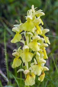 Androrchis pallens (L.) D. Tyteca & E. Klein