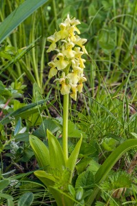 Androrchis pallens (L.) D. Tyteca & E. Klein