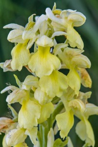 Androrchis pallens (L.) D. Tyteca & E. Klein