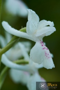 Androrchis provincialis (Balb.) D. Tyteca & E. Klein