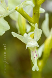 Androrchis provincialis (Balb.) D. Tyteca & E. Klein