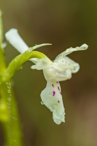 Androrchis provincialis (Balb.) D. Tyteca & E. Klein