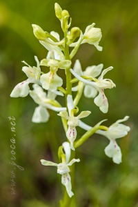 Androrchis provincialis (Balb.) D. Tyteca & E. Klein
