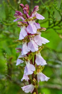 Androrchis spitzelli subsp. cazorlensis (Lacaita) D. Tyteca & E. Klein