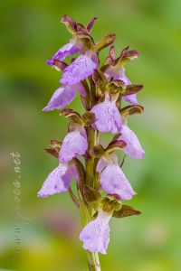 Androrchis spitzelli subsp. cazorlensis (Lacaita) D. Tyteca & E. Klein