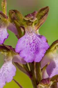 Androrchis spitzelli subsp. cazorlensis (Lacaita) D. Tyteca & E. Klein