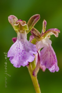 Androrchis spitzelli subsp. cazorlensis (Lacaita) D. Tyteca & E. Klein