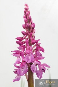 Androrchis tenera (Landwehr) D.Tyteca & E.Klein