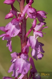Androrchis tenera (Landwehr) D.Tyteca & E.Klein
