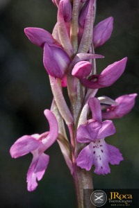 Androrchis tenera (Landwehr) D.Tyteca & E.Klein