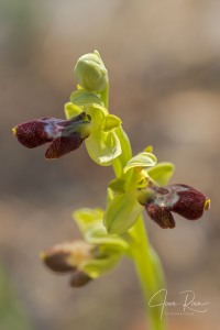 Ophrys balearica  ×  Ophrys forestieri