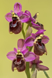 Ophrys balearica  ×  O. tenthredinifera