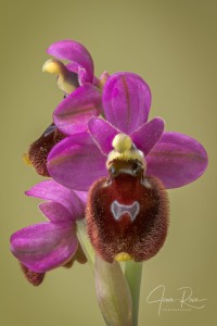 Ophrys balearica  ×  O. tenthredinifera