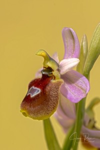 Ophrys balearica  ×  O. tenthredinifera