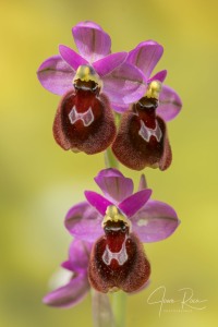 Ophrys balearica  ×  O. tenthredinifera