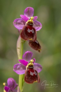 Ophrys balearica  ×  O. tenthredinifera