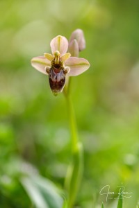 Ophrys × benaventei E. Robles & M. Becerra
