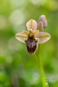 Ophrys × benaventei E. Robles & M. Becerra