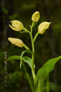 Cephalanthera damasonium (Mill.) Druce