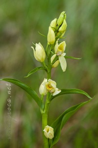 Cephalanthera damasonium (Mill.) Druce