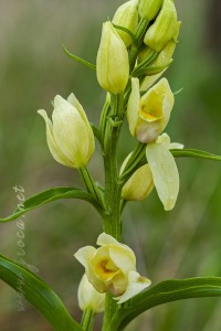 Cephalanthera damasonium (Mill.) Druce