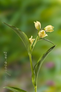 Cephalanthera damasonium (Mill.) Druce